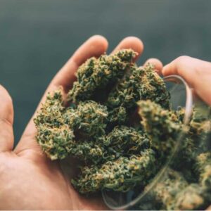 FLOW GARDEN CBD FLOWER